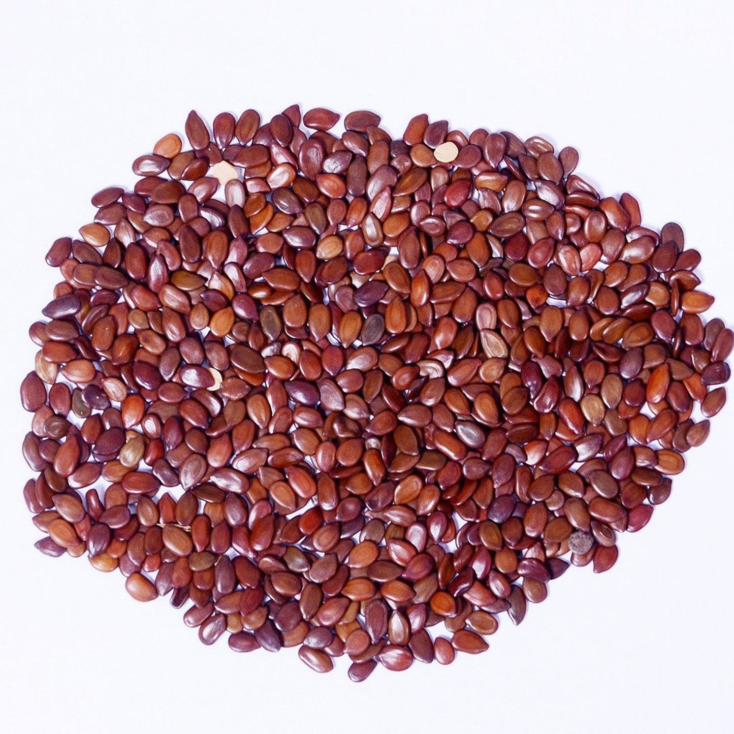 Subabul Seeds-Safed Babool Beej-Babul Beej-सुबाबुल बीज-Leucaena leucocephala-Raw Herbs-Jadi Booti