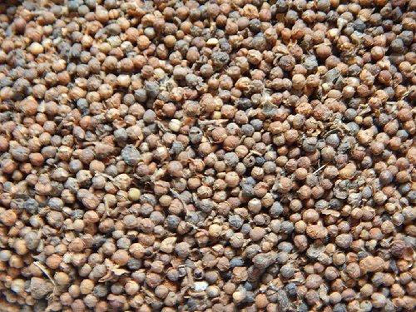 Priyangu Seeds-Priyangu Beej-प्रियांगु बीज-Callicarpa Macrophylla-Raw Herbs-Jadi Booti