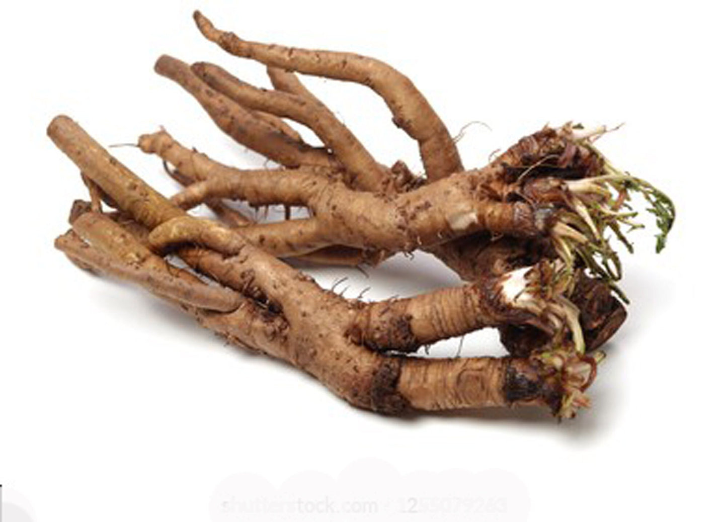 Dandelion Roots-Singhparni Jadd- सिंहपर्णी जड़ें-Taraxacum Dried-Raw Herbs-Jadi Booti