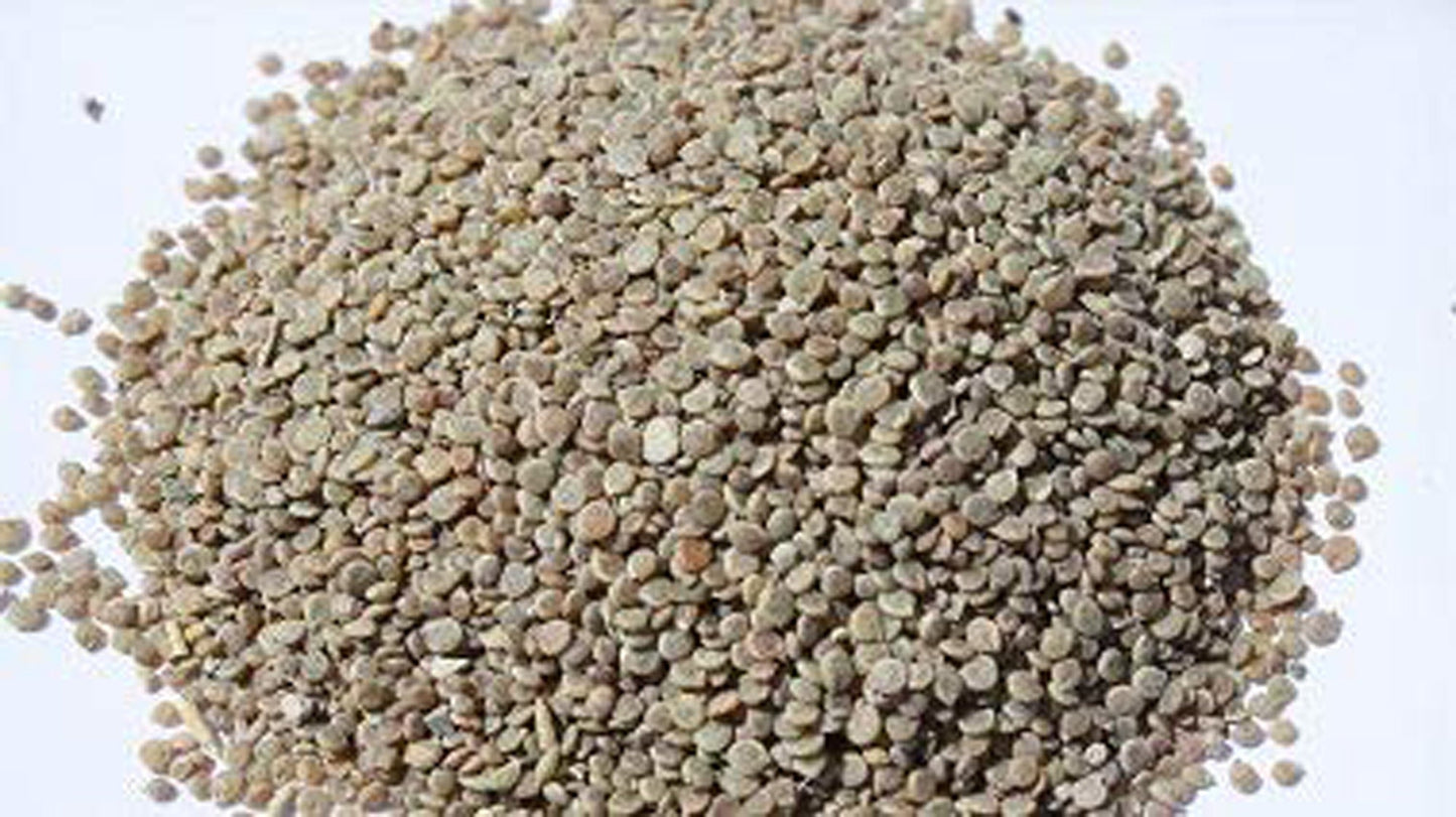 Todri White Seeds-Tudri Safed Beej–तोदरी सफेद बीज-Matthiola Incana-Raw Herbs-Jadi Booti