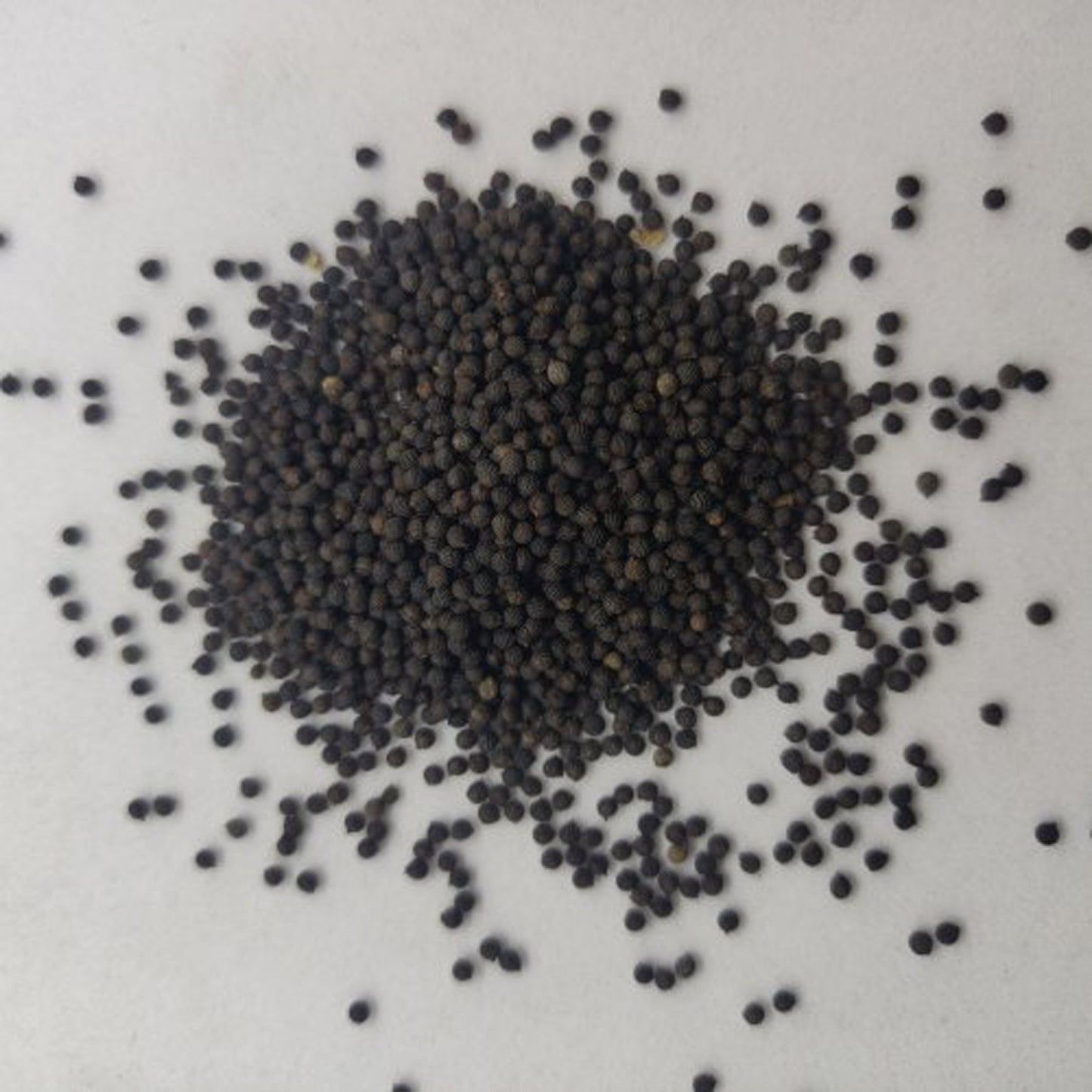 Kateri Seeds-Bhatkatiya-Kantakari-Katehri Beej-कटेरी बीज-Beej Kateliied-Raw Herbs-Jadi Booti